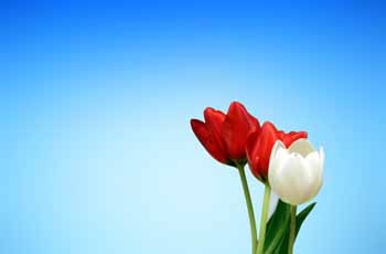 【英文版】国际化的网页攻击器教程