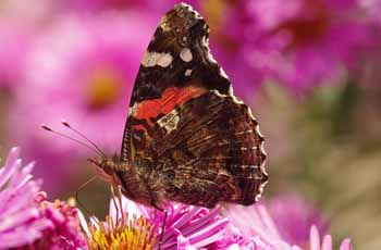 ddos攻击防御手段