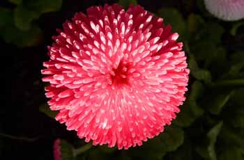 自动攻击网站工具下载