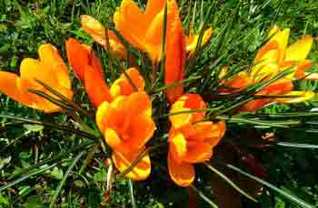 网站攻击软件工具