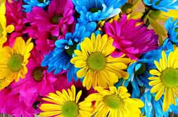 网站攻击软件工具